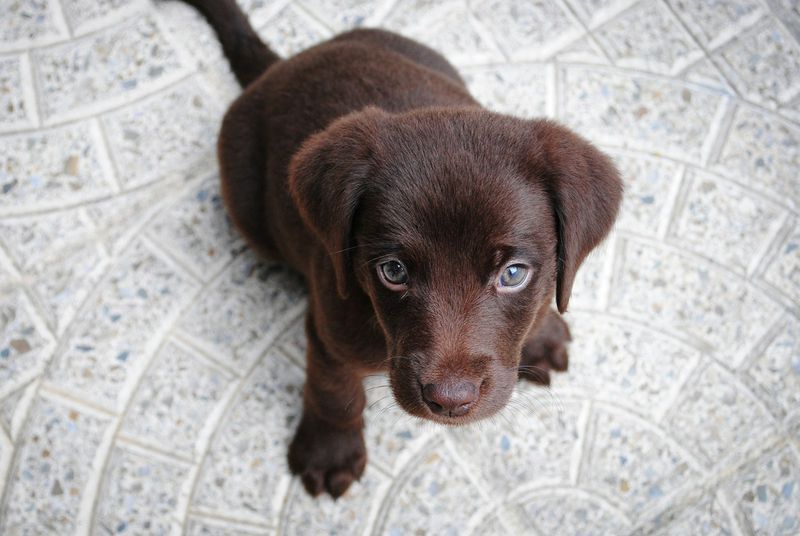 Štěně labradora s důvěřivým pohledem