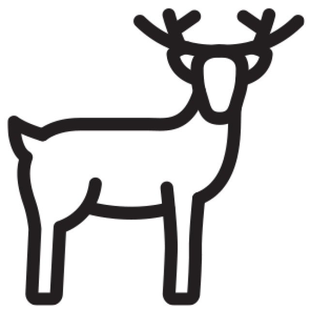 Druh masa: Jelení
